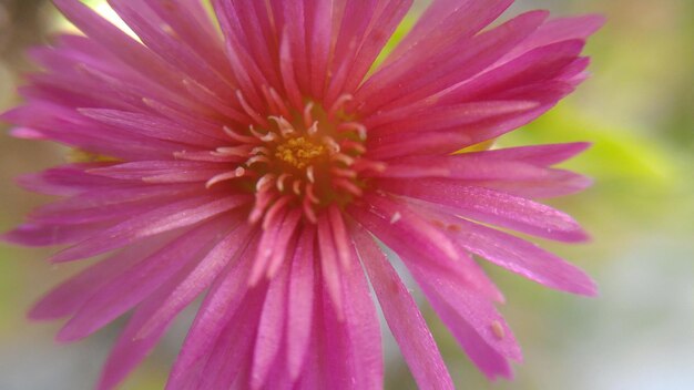 Foto close-up van een roze bloem