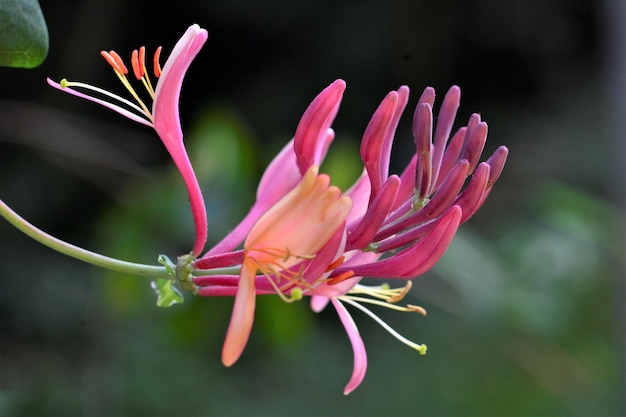 Foto close-up van een roze bloem