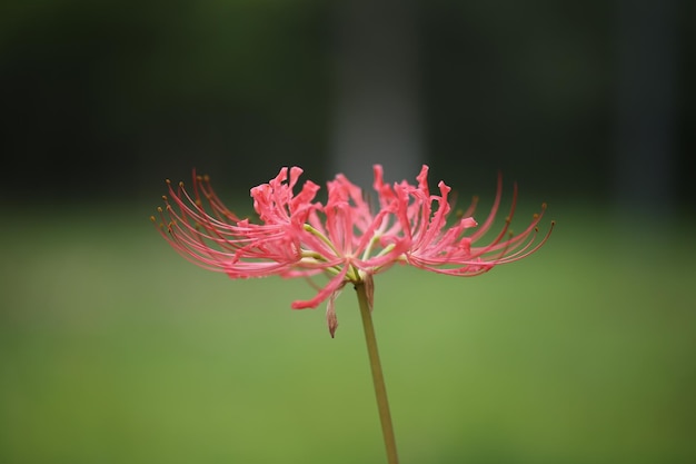 Close-up van een roze bloem