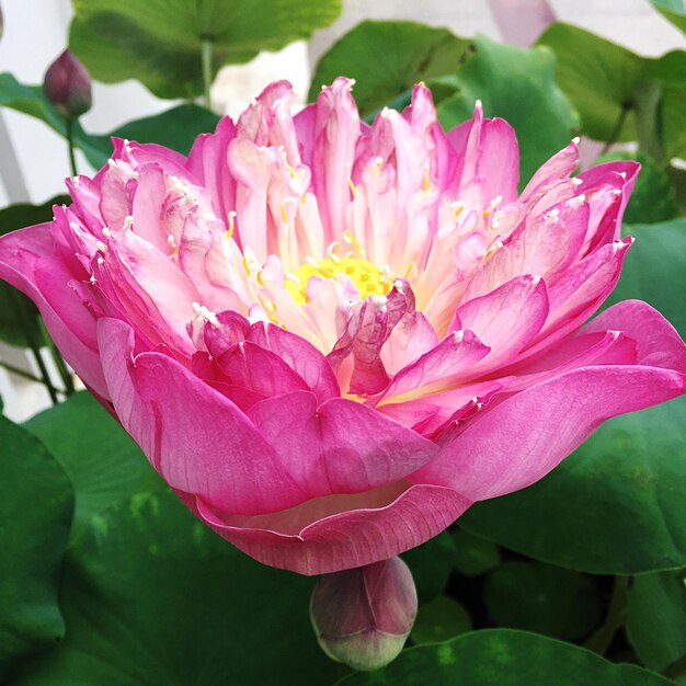 Close-up van een roze bloem