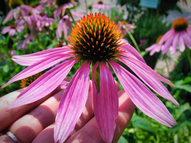 Foto close-up van een roze bloem