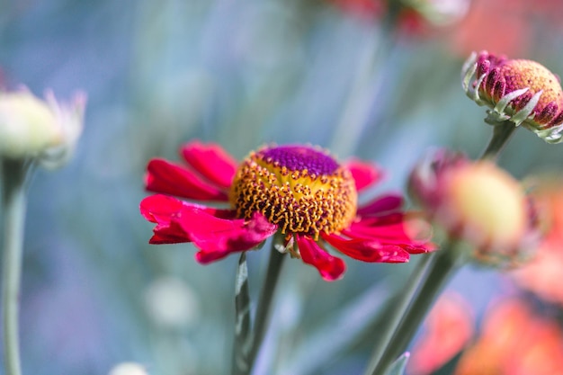 Close-up van een roze bloem