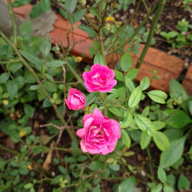 Foto close-up van een roze bloem