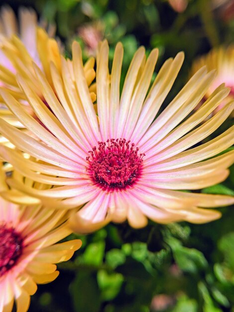 Foto close-up van een roze bloem