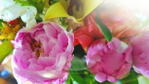 Foto close-up van een roze bloem