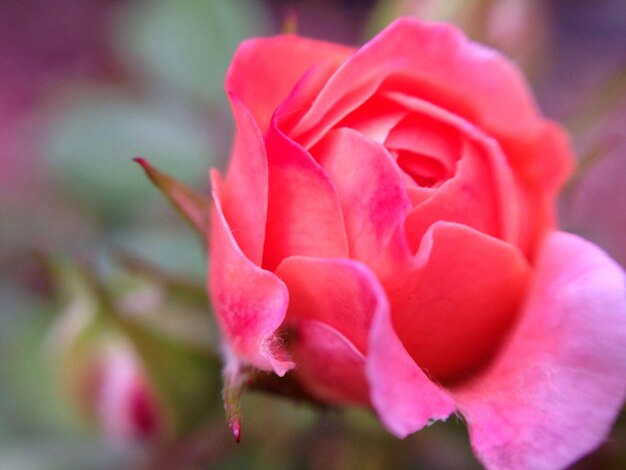 Foto close-up van een roze bloem