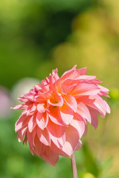 Close-up van een roze bloem