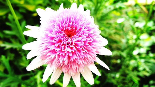 Close-up van een roze bloem