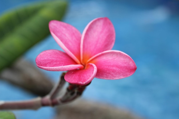 Close-up van een roze bloem