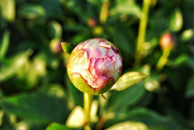 Close-up van een roze bloemknop die buiten groeit