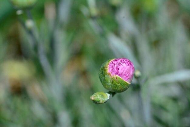 Foto close-up van een roze bloemknop