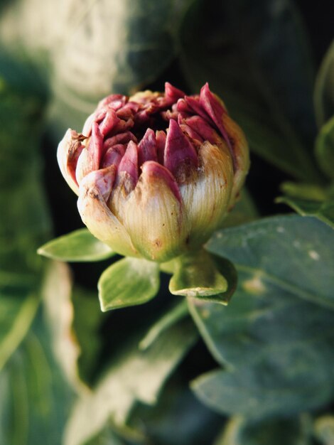 Close-up van een roze bloemknop