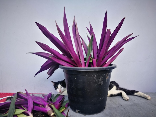 Foto close-up van een roze bloempot op tafel tegen de muur