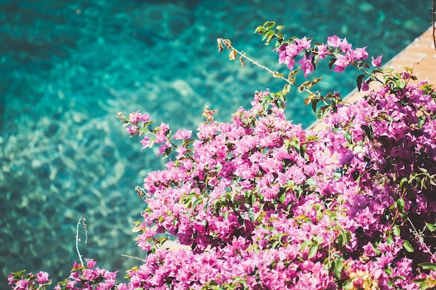 Close-up van een roze bougainvillea die buiten bloeit