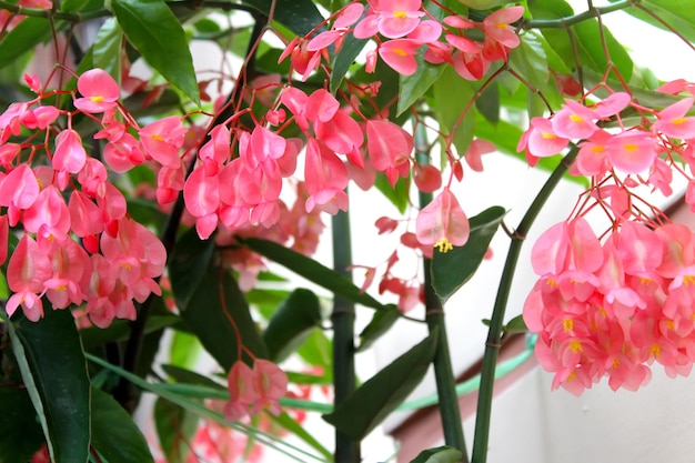 Foto close-up van een roze bougainvillea die buiten bloeit