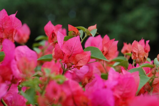 Foto close-up van een roze bougainvillea-plant