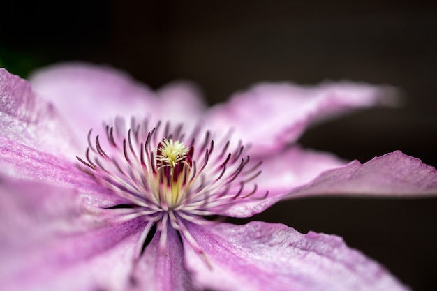 Close-up van een roze clematis die bloeit in de zomerzon