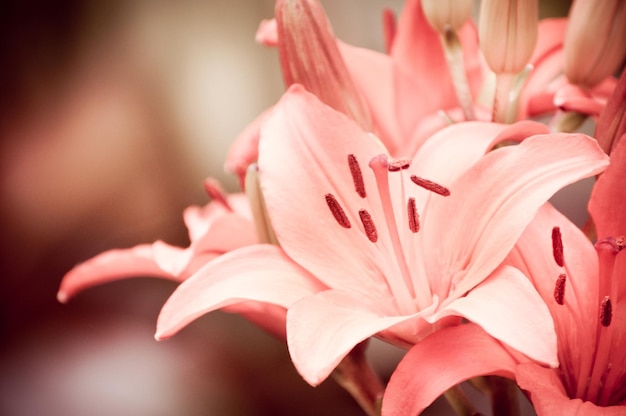 Close-up van een roze daglelie die buiten bloeit
