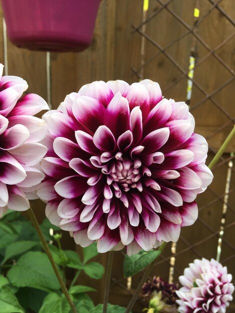 Foto close-up van een roze dahlia bloem