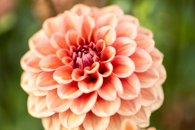 Foto close-up van een roze dahlia bloem