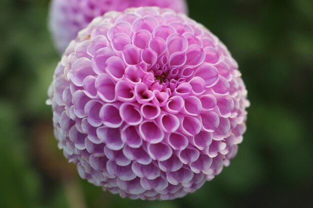 Foto close-up van een roze dahlia bloem