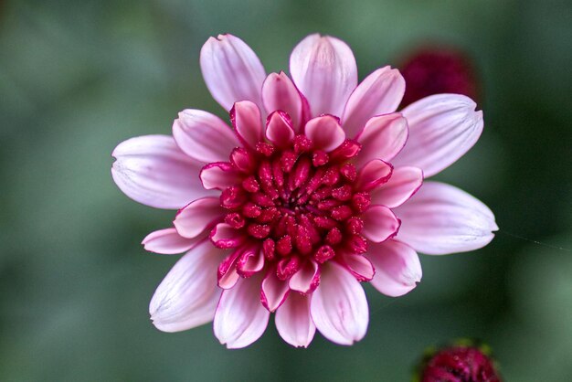 Foto close-up van een roze dahlia bloem