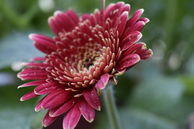 Foto close-up van een roze dahlia bloem