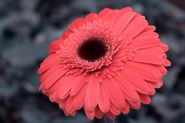 Close-up van een roze gerberabloem op een donkere achtergrond