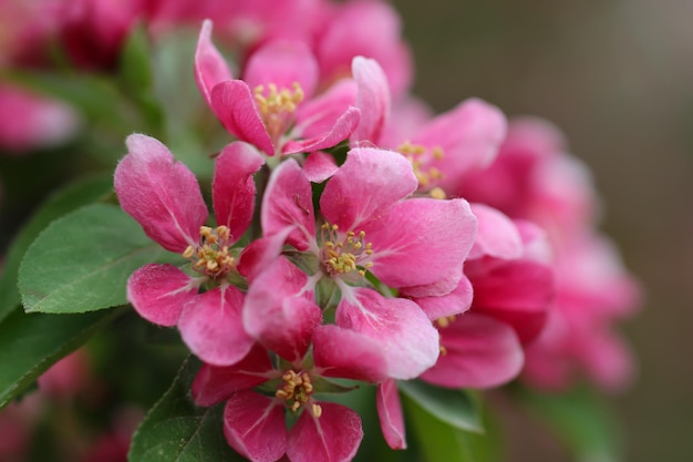 close-up van een roze kersenbloesem bloemen met selectieve focus