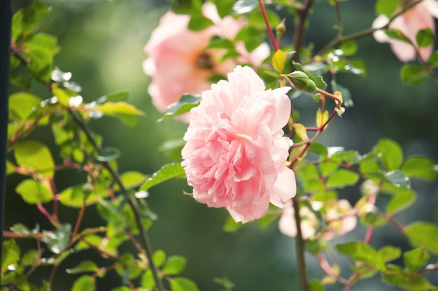 Foto close-up van een roze kersenbloesem op de plant