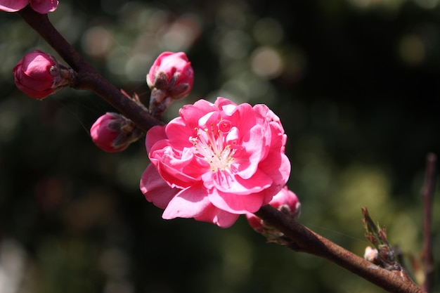 Foto close-up van een roze kersenbloesem op een tak