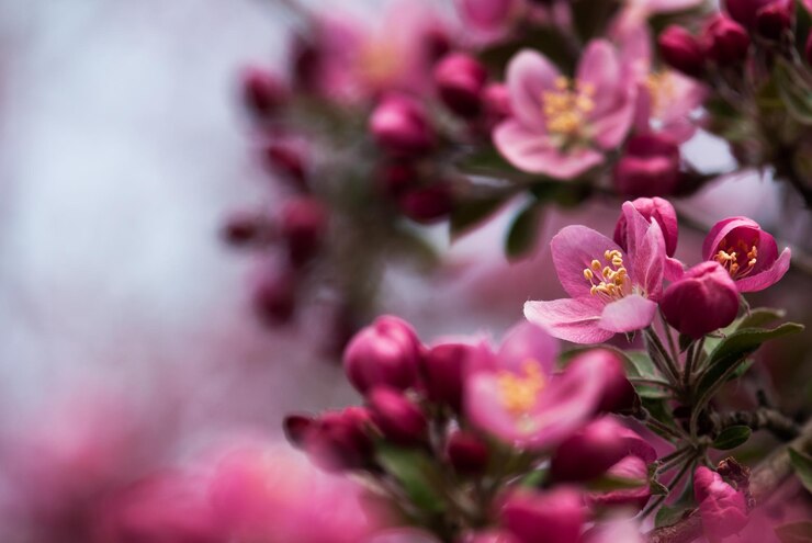 Foto close-up van een roze kersenbloesem