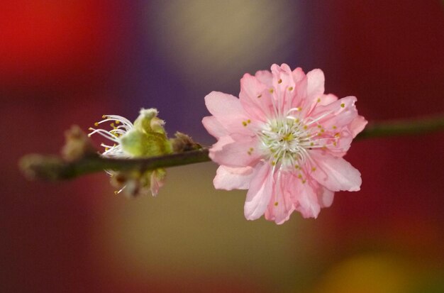 Foto close-up van een roze kersenbloesem