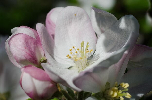 Foto close-up van een roze kersenbloesem