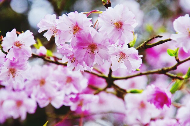 Foto close-up van een roze kersenbloesem