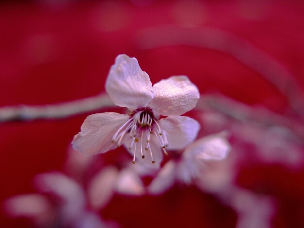 Close-up van een roze kersenbloesem