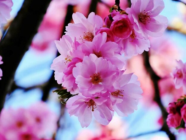 Foto close-up van een roze kersenbloesem