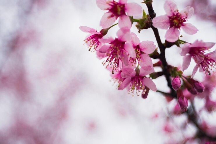 Foto close-up van een roze kersenbloesem