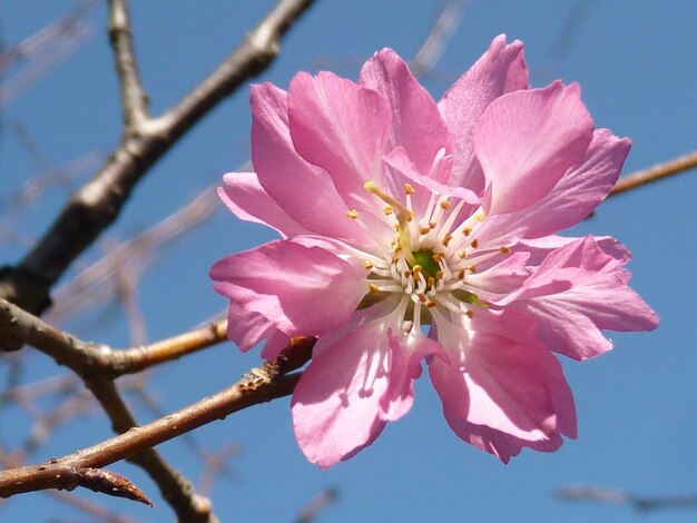 Foto close-up van een roze kersenbloesem