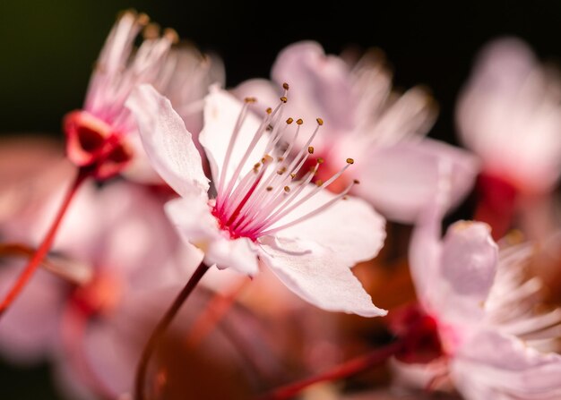 Foto close-up van een roze kersenbloesem