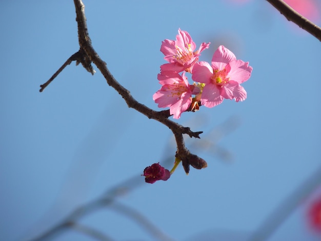 Foto close-up van een roze kersenbloesem