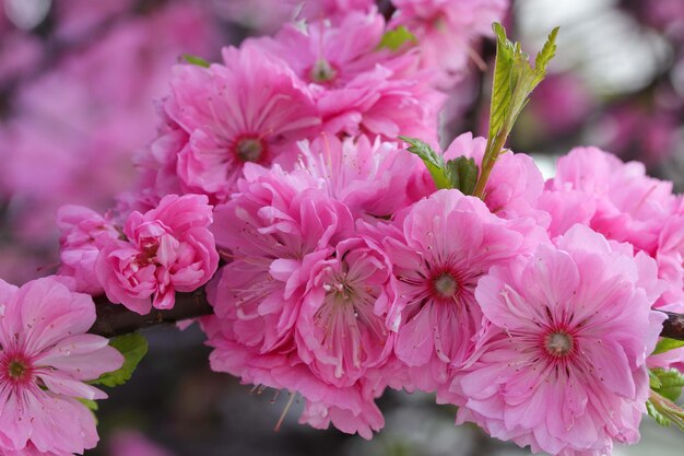 close-up van een roze kersenbloesemboom