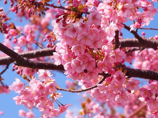 close-up van een roze kersenbloesemboom