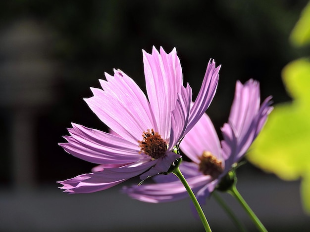 Close-up van een roze kosmos die buiten bloeit