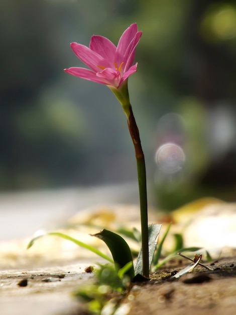 Close-up van een roze krokusbloem