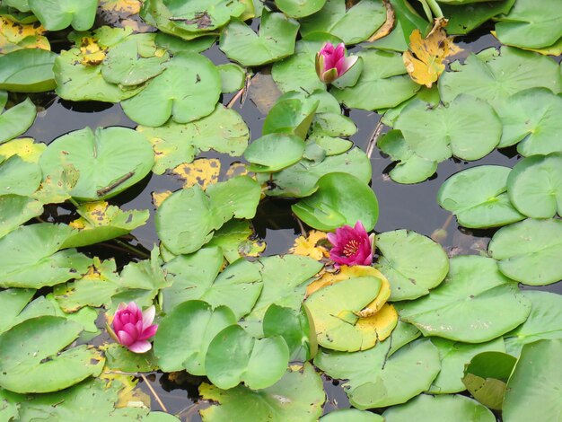 Foto close-up van een roze lotus waterlelie in een meer