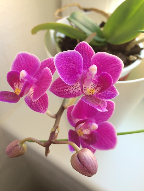 Close-up van een roze orchidee die buiten bloeit