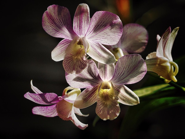 Close-up van een roze orchidee