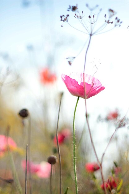 Foto close-up van een roze papaver die bloeit tegen de lucht