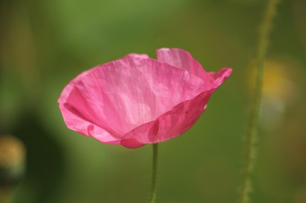 Foto close-up van een roze papaverbloem